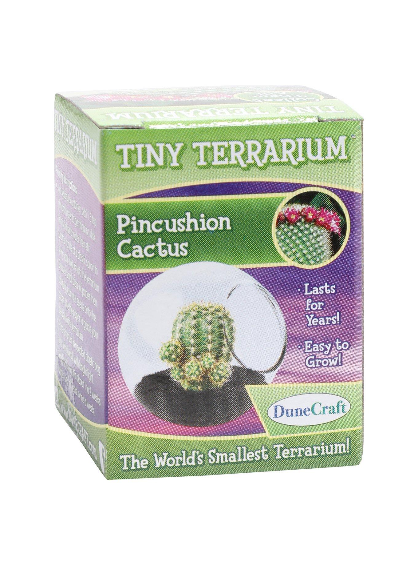Pincushion Cactus Tiny Terrarium, , alternate