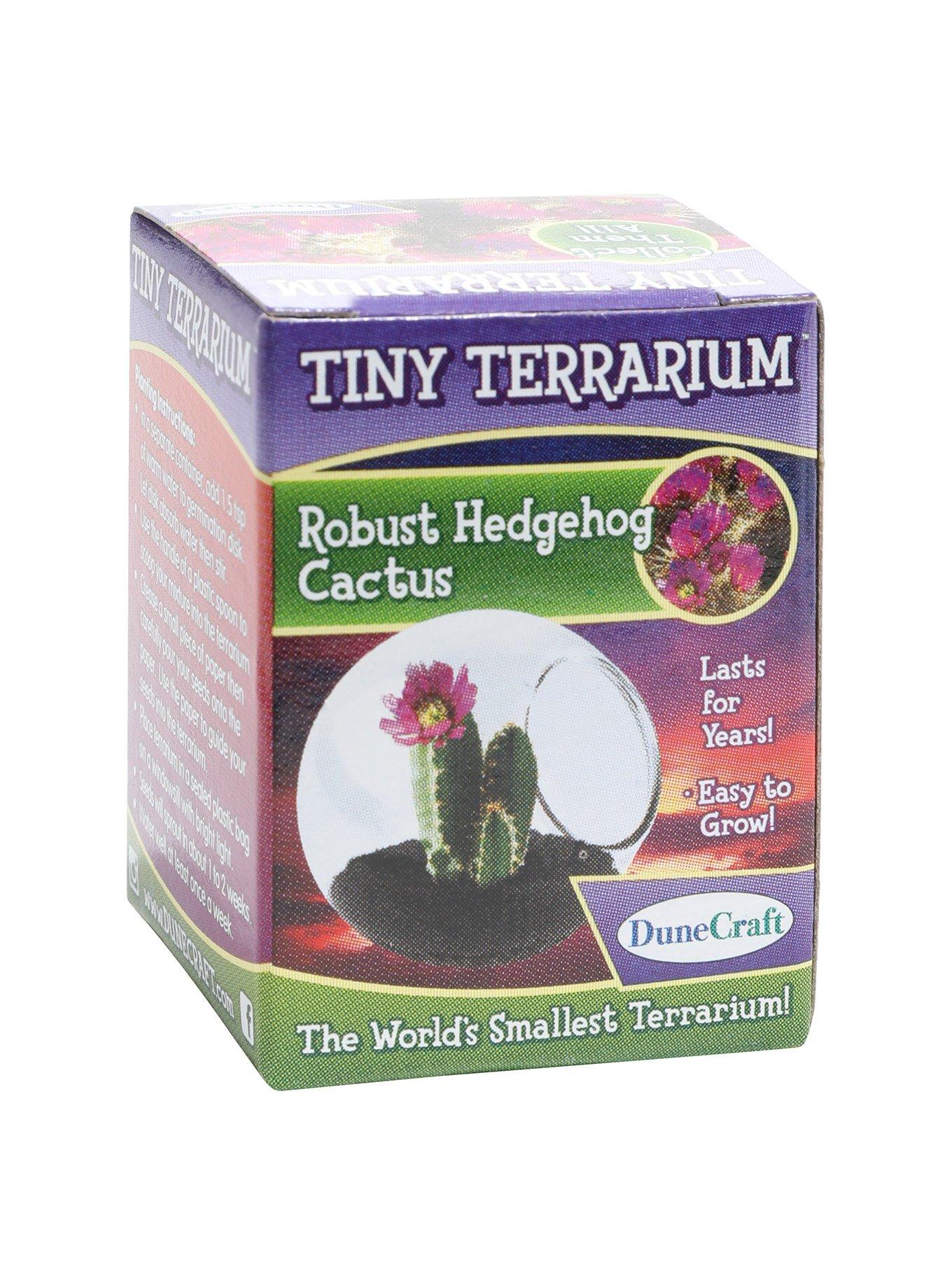 Robust Hedgehog Cactus Tiny Terrarium, , alternate