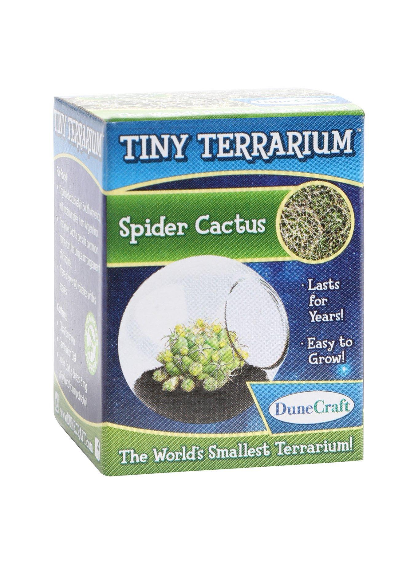 Spider Cactus Tiny Terrarium, , alternate