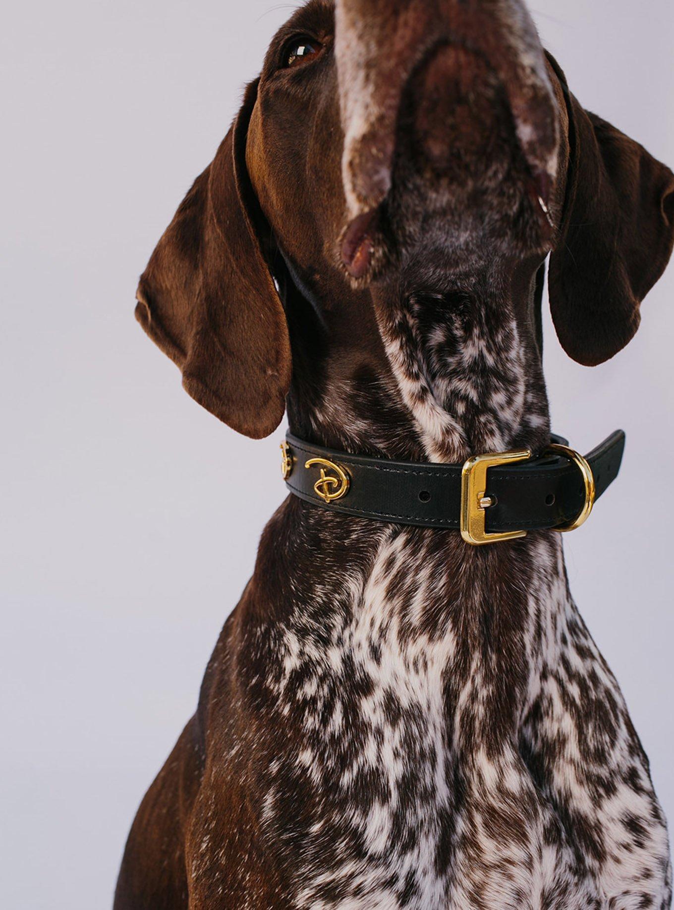 Buckle-Down Disney Signature D Dog Collar, MULTI, alternate