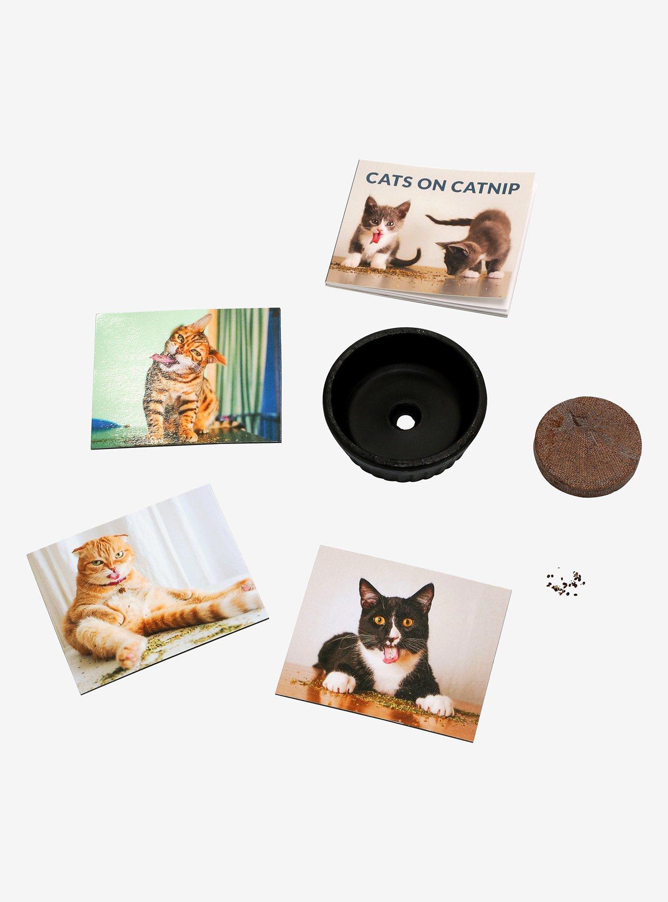Cats on Catnip: A Grow-Your-Own Catnip Kit, , alternate