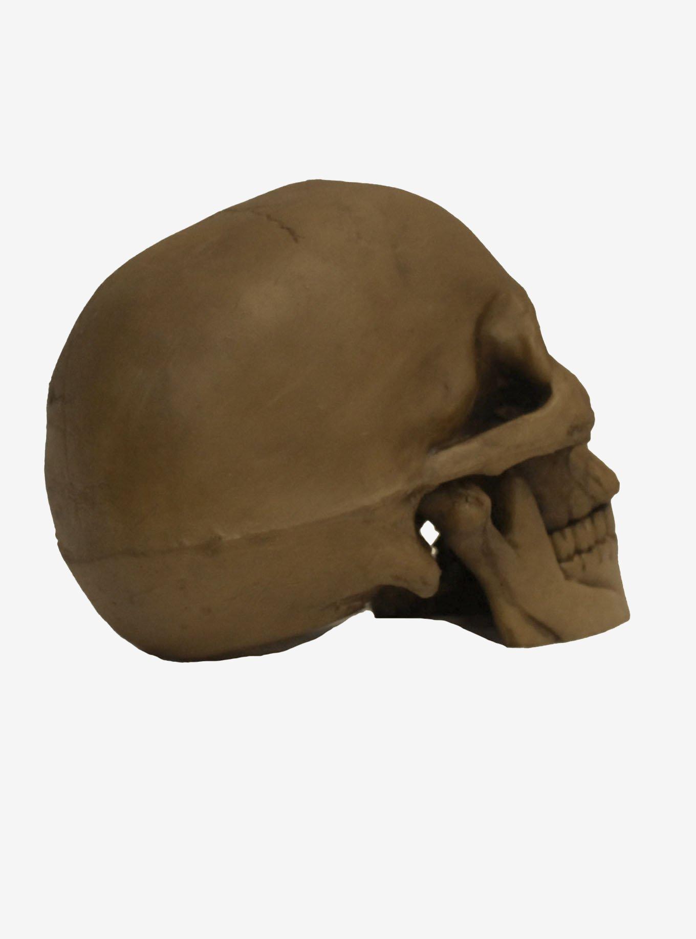 Resin Cranium Skull Decor, , alternate