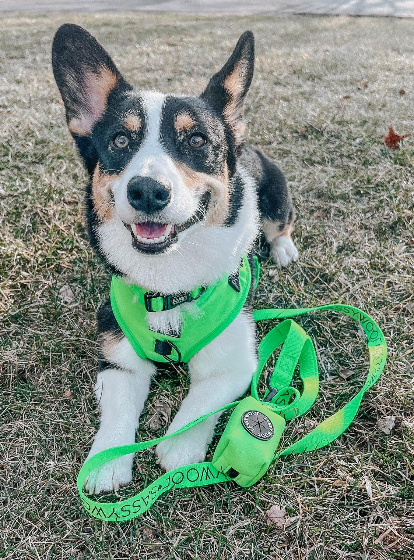 Sassy Woof Neon Green Dog Leash, , alternate