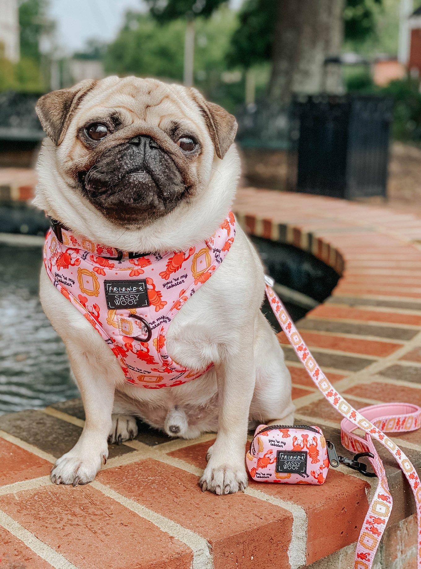 Friends x Sassy Woof You're My Lobster Adjustable Dog Harness, PINK, alternate