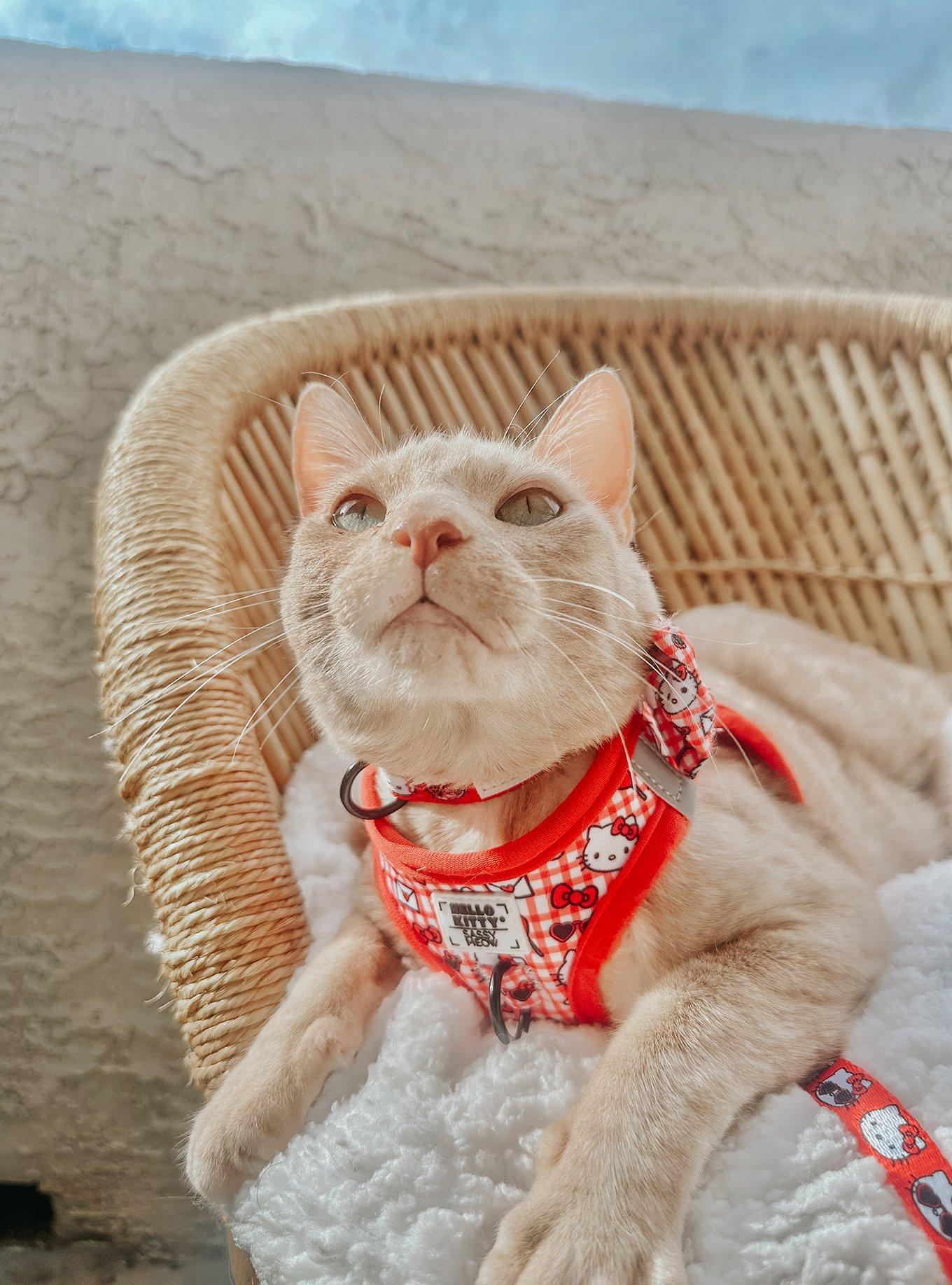 Sassy Meow Sanrio Hello Kitty Gingham Small Cat Harness, , alternate