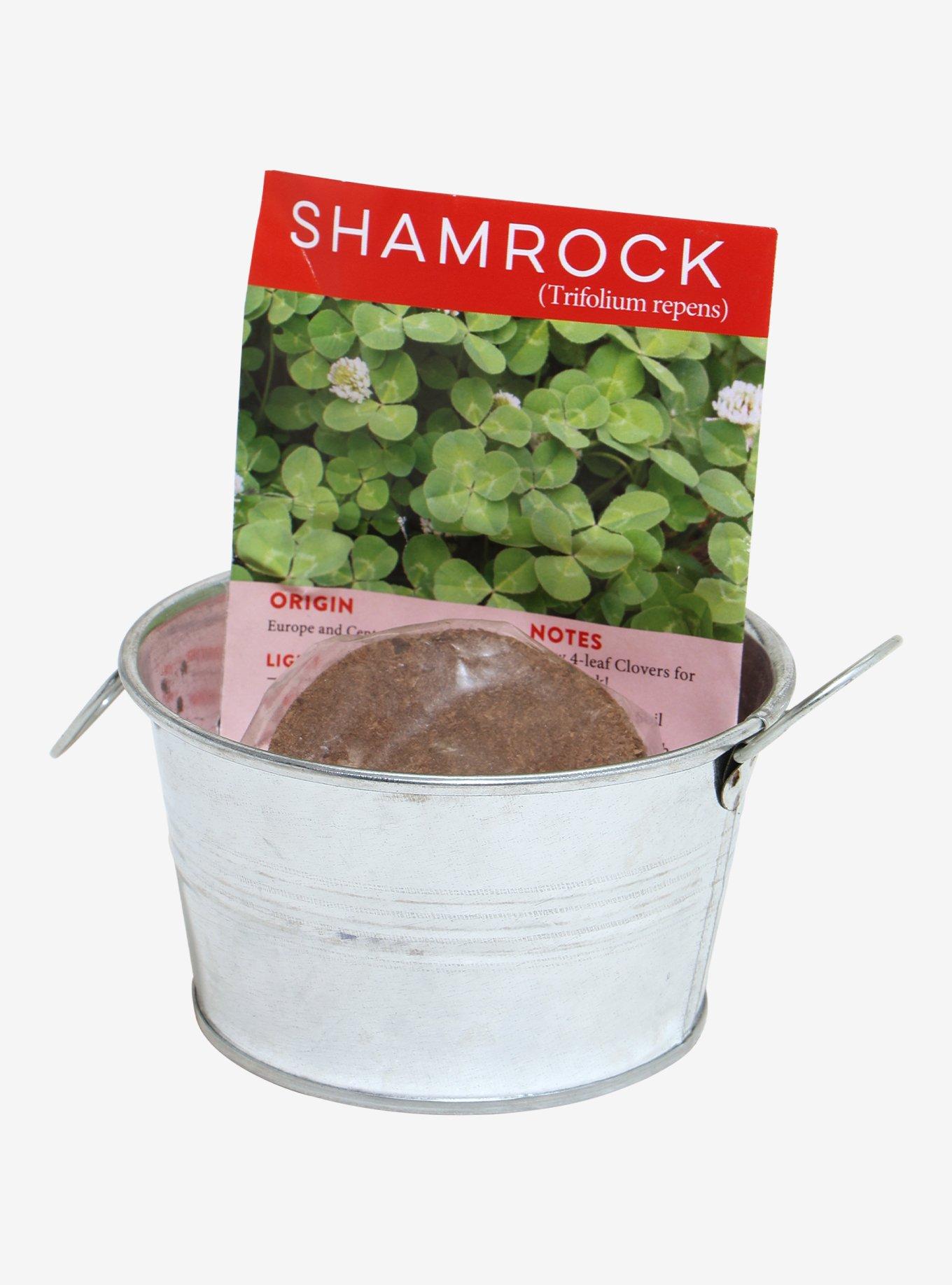 Pot O' Good Luck Shamrock Grow Kit, , hi-res