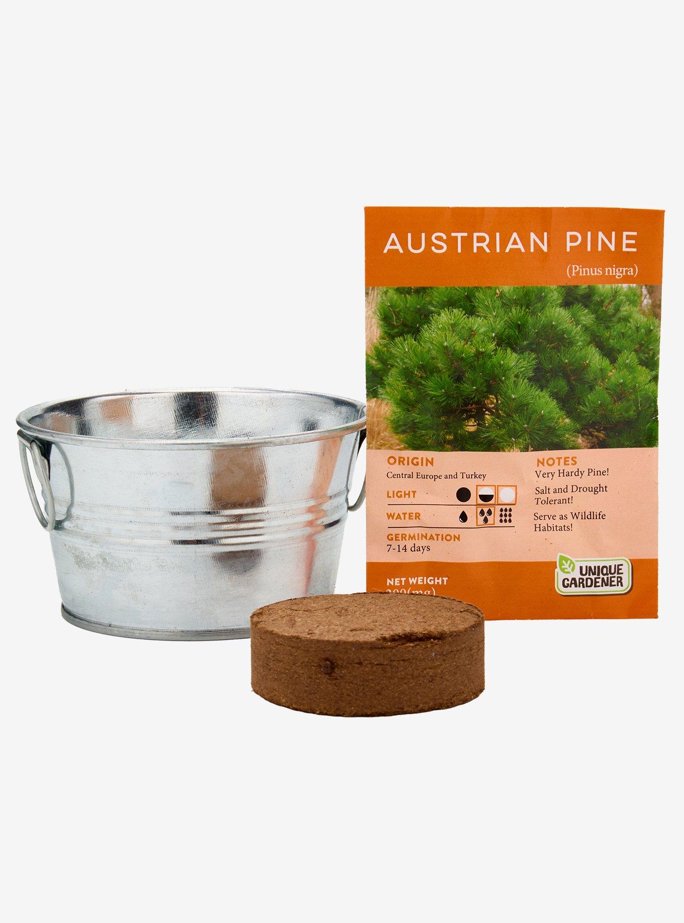 Perfect Pine Grow Your Own Christmas Tree Kit, , hi-res