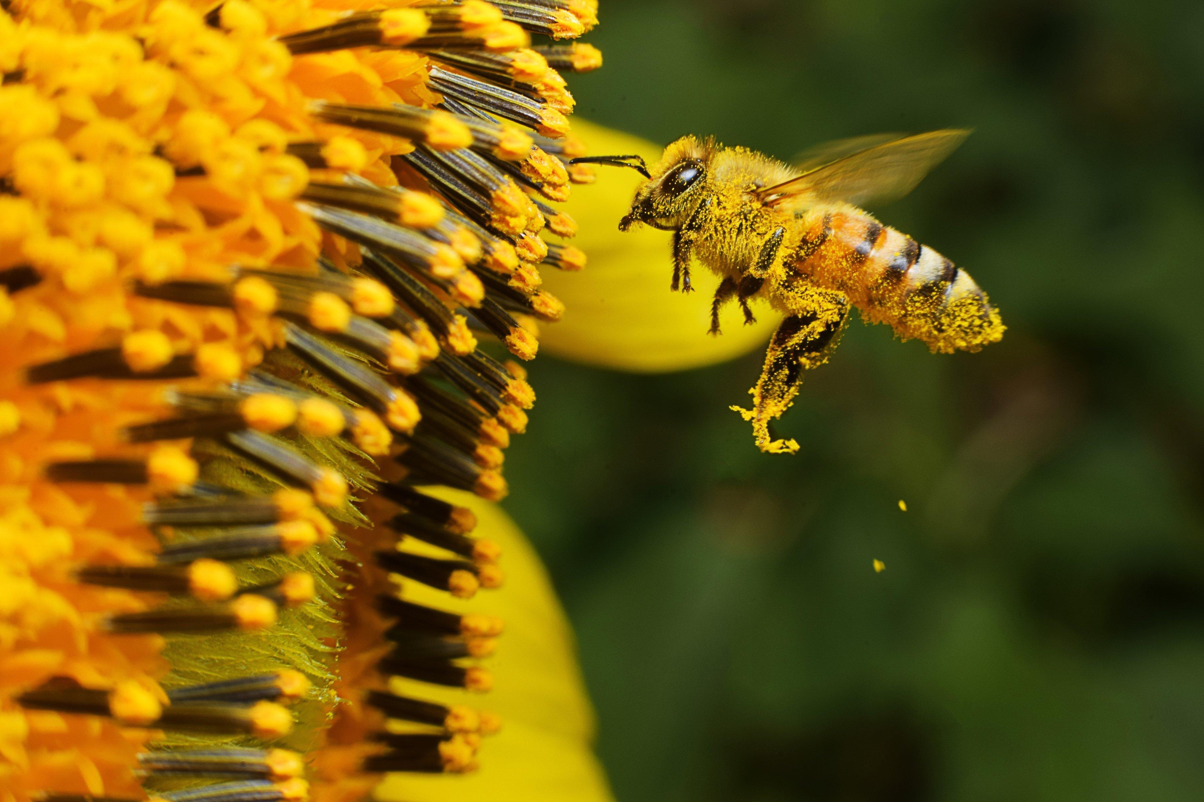 A bee collecting pollen from a flower