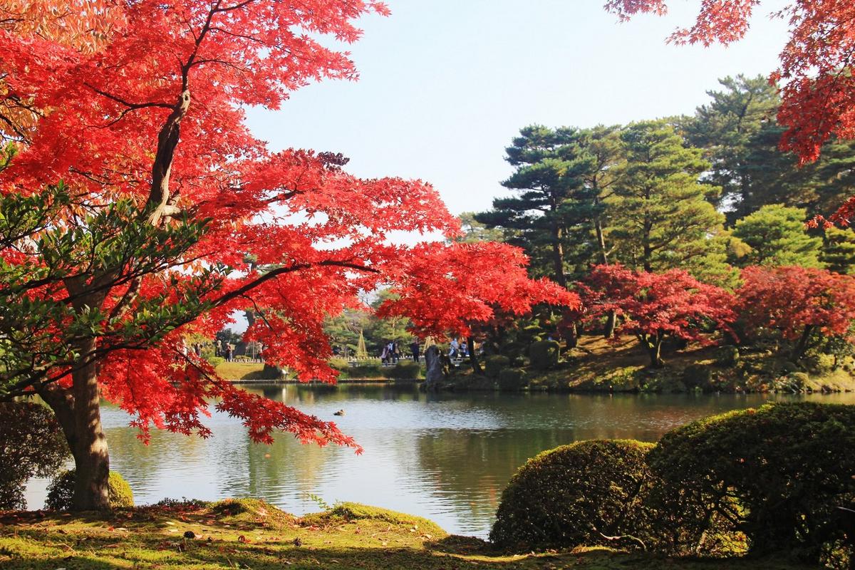 a pond with a tree in the middle of it and a red leaf