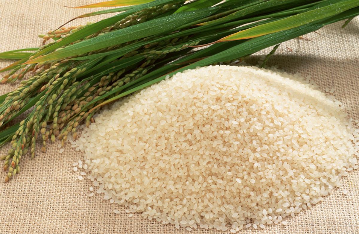 japonica subspecies of rice