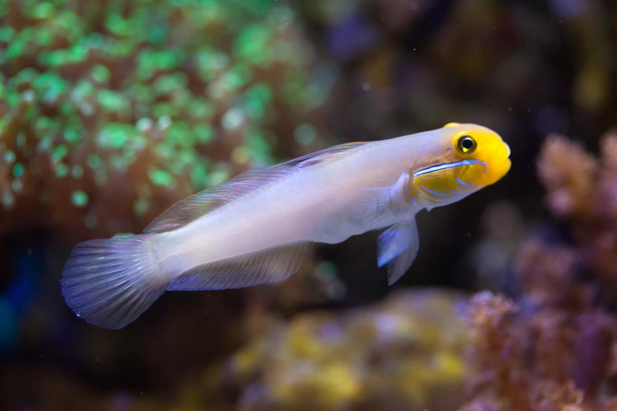 Emperor Akihito’s fish