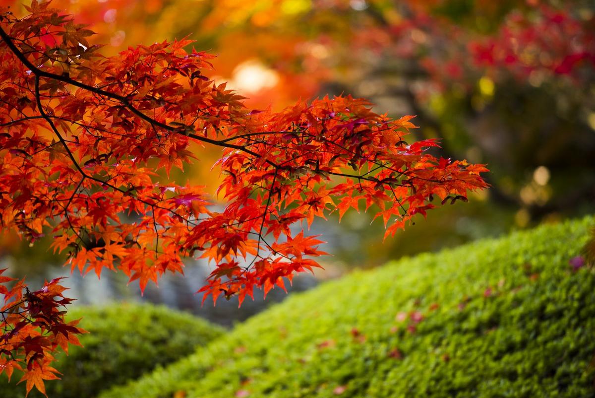 Autumn leaves in the morning sun