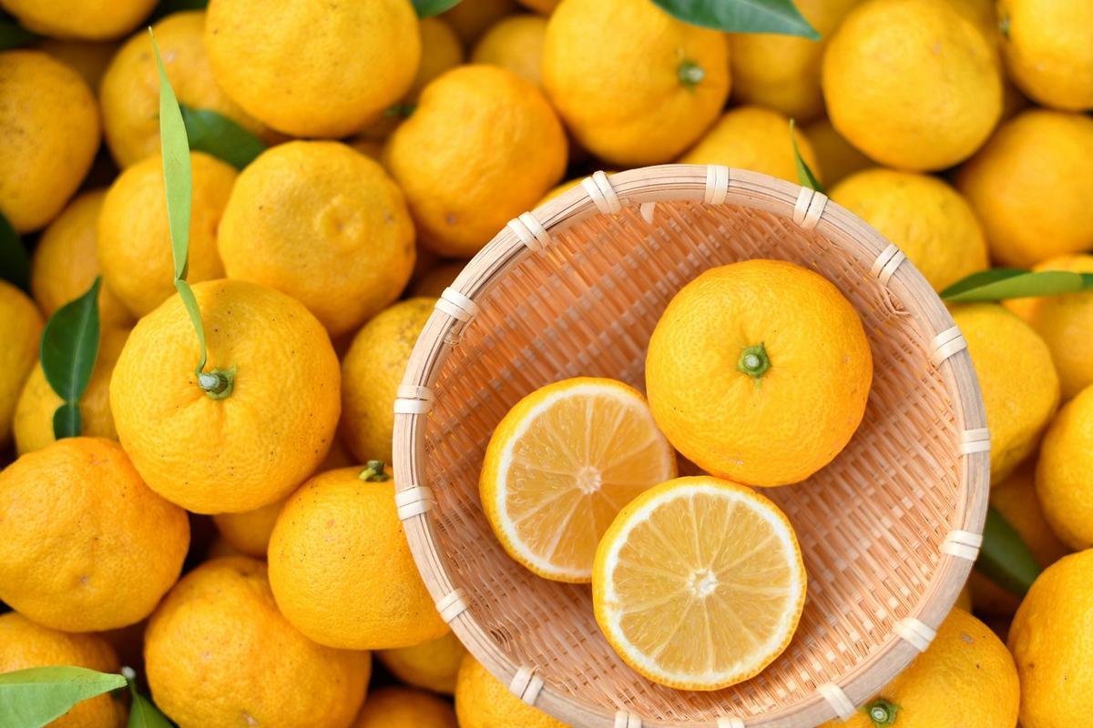 Yuzu citrus