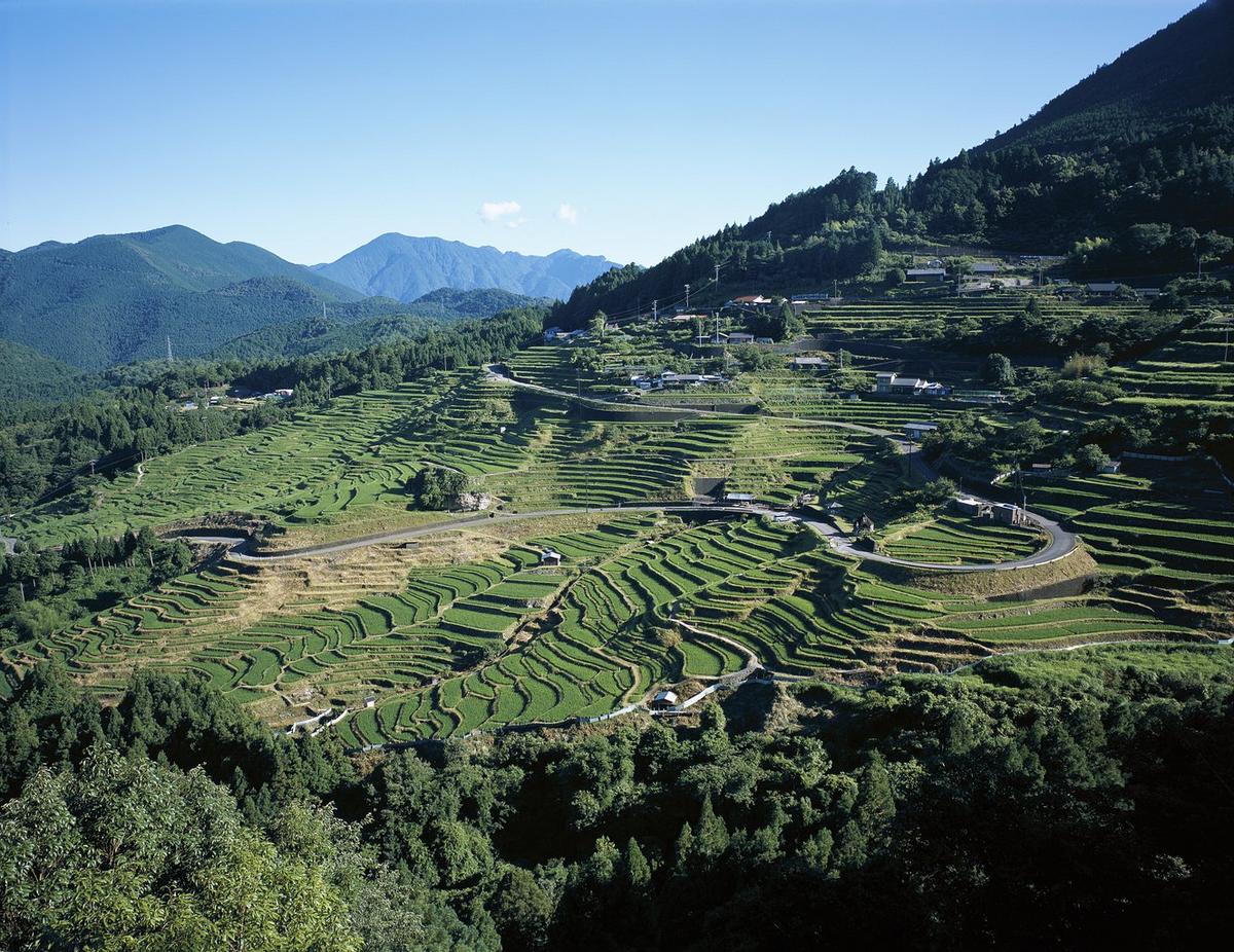 Rice fields in Mie Prefecture