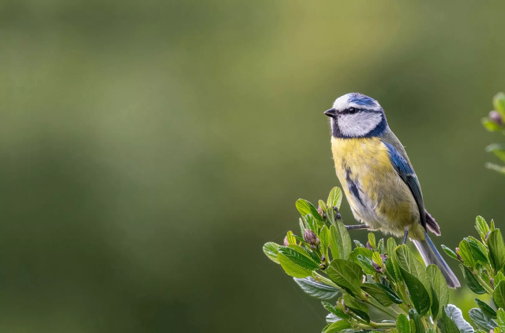 Discover the best locations in the UK to spot amazing wildlife
