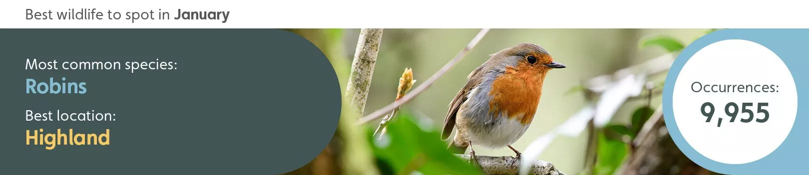 Best wildlife to spot in January