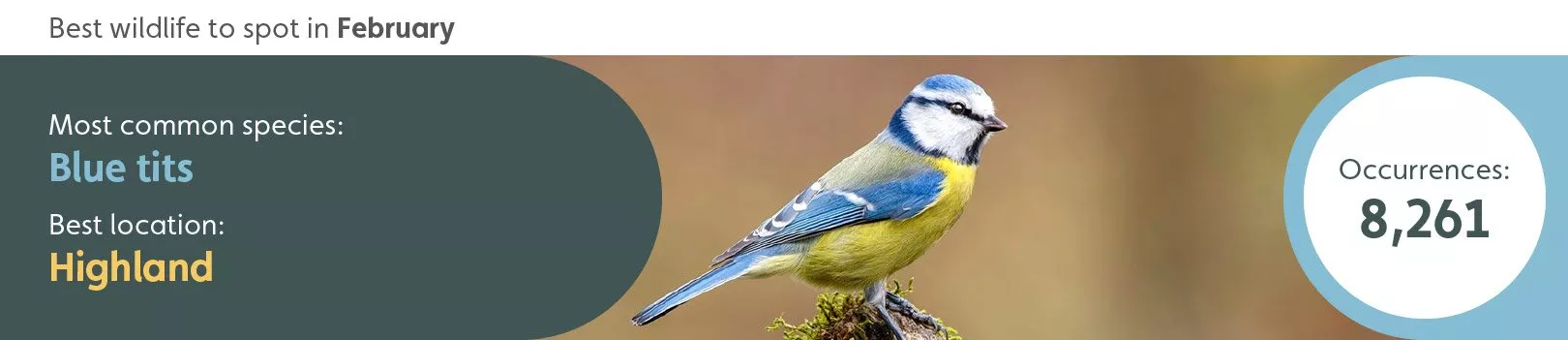 Best wildlife to spot in February