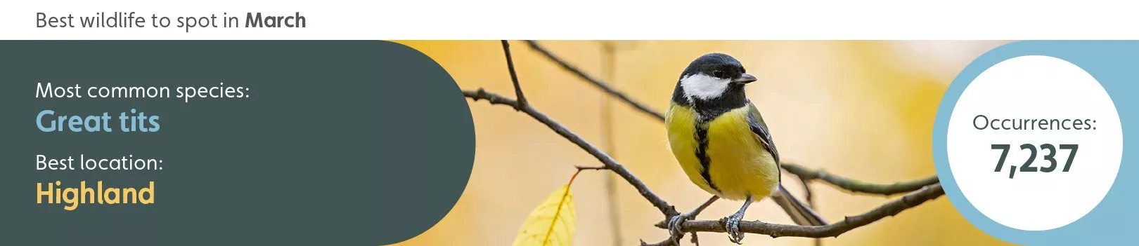 Best wildlife to spot in March