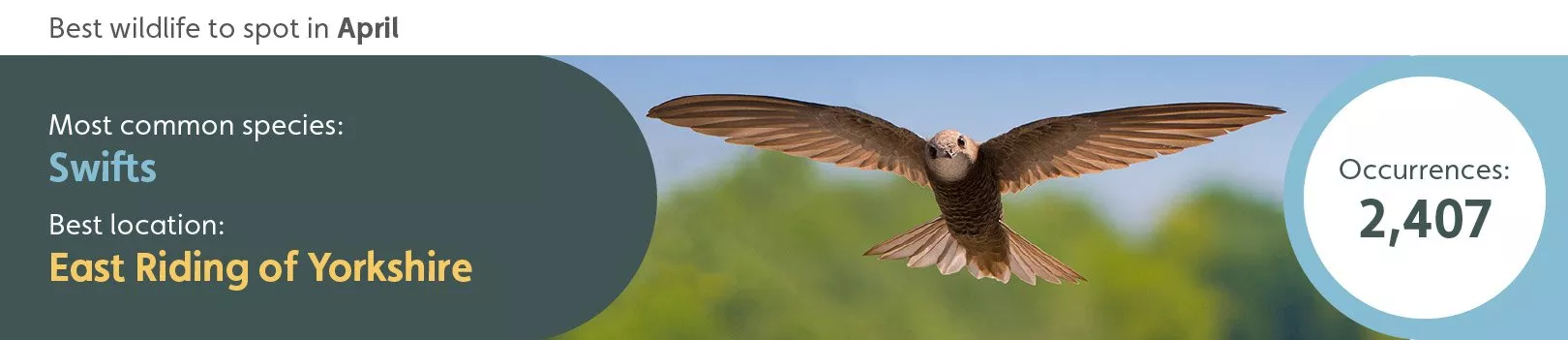 Best wildlife to spot in April