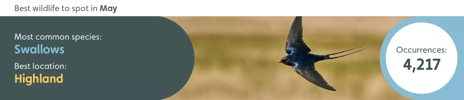 Best wildlife to spot in May