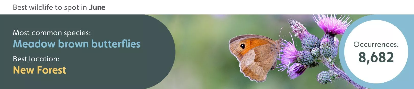 Best wildlife to spot in June