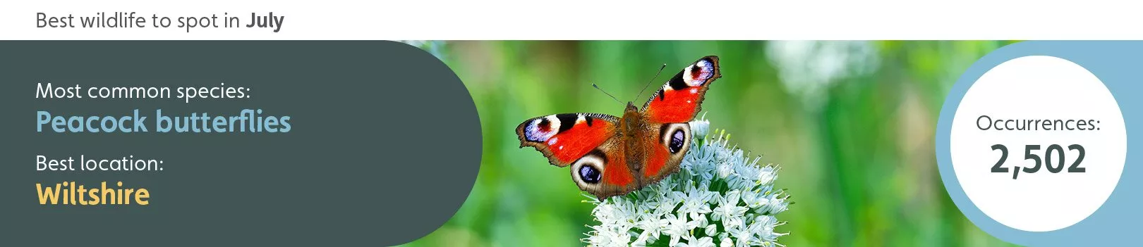 Best wildlife to spot in July