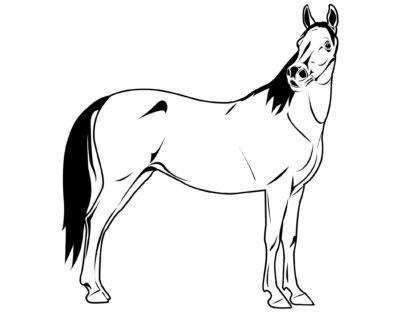 To Clip or not Clip? Horse Clipping Naylors Blog Naylors