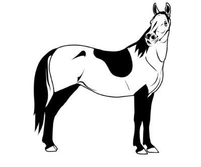 To Clip or not Clip? Horse Clipping Naylors Blog Naylors