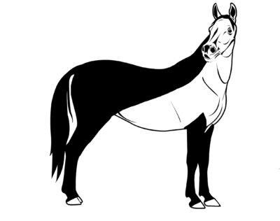 To Clip or not Clip? Horse Clipping Naylors Blog Naylors