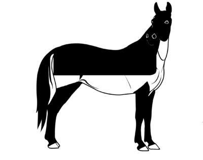 To Clip or not Clip? Horse Clipping Naylors Blog Naylors