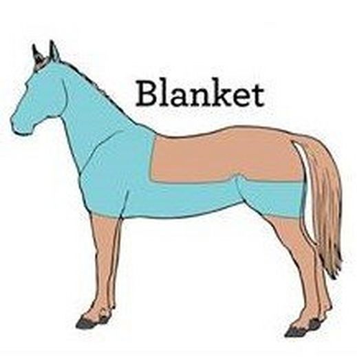 Blanket Clip - The entire neck is clipped along with the shoulders, belly and part of the hind quarters.