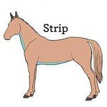 Horse Clipping Which Clip Is Right For Your Horse Naylors Blog