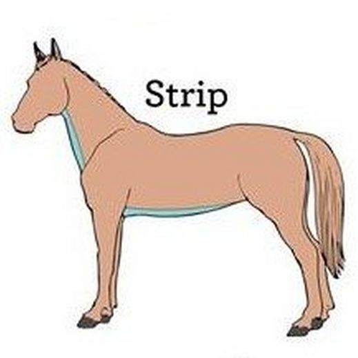 Types of Horse Clips: A Comprehensive Guide