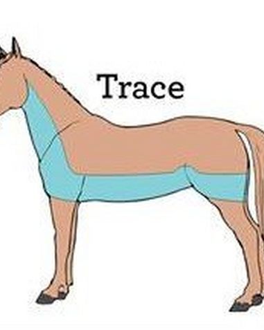 Trace Clip - Hair is removes from half of the neck, the shoulders, the belly and a section of the hind quarters.