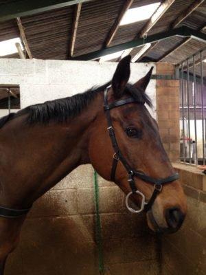 Horseware® Rambo® Micklem MultiBridle