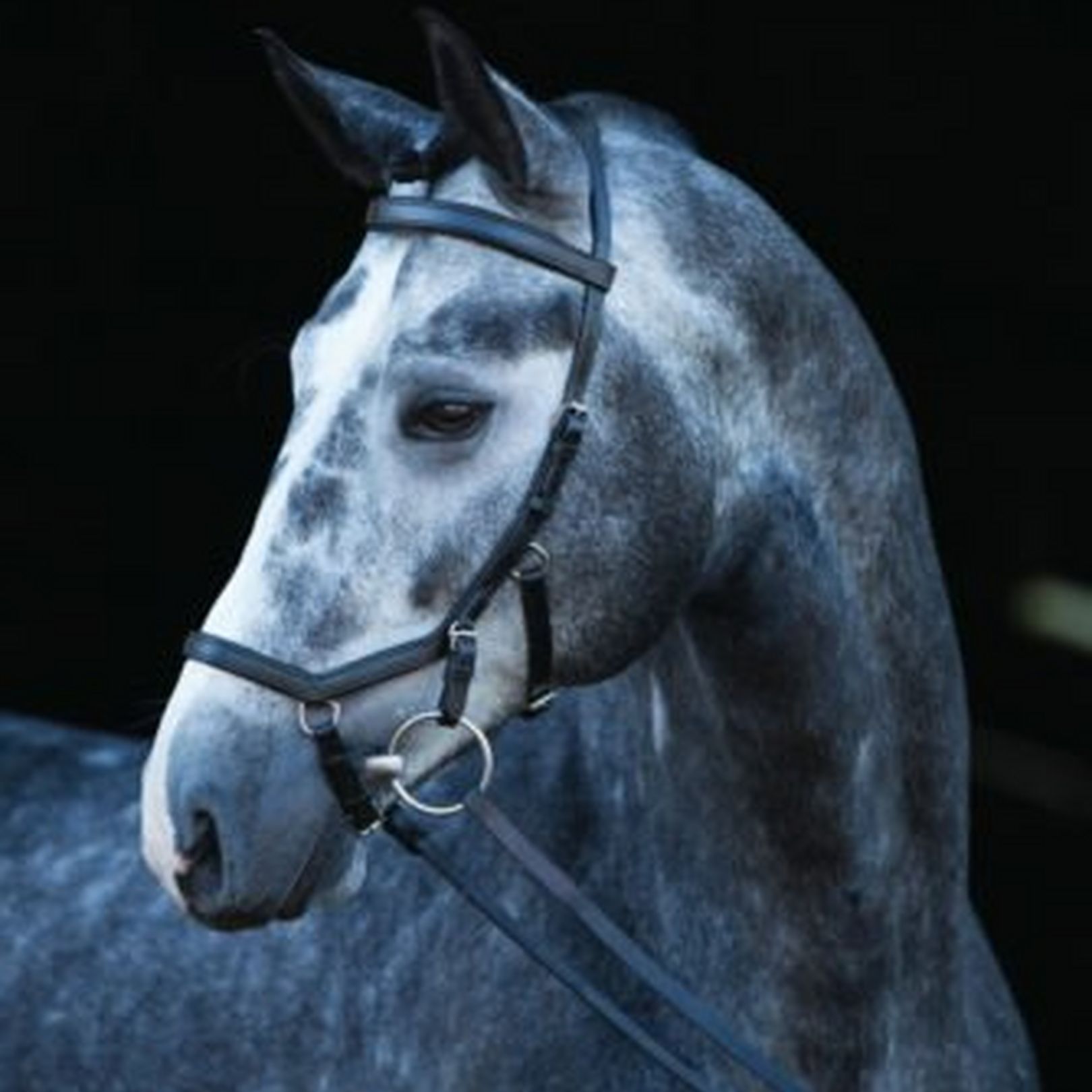 The Micklem Competition Bridle