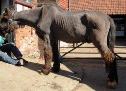 Pre-existing conditions such as Cushings Disease and Equine Metabolic Syndrome (EMS)