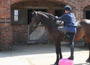 Questions To Ask When Buying A Horse