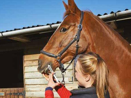 Questions To Ask When Buying A Horse