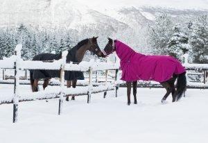 Questions To Ask When Buying A Horse