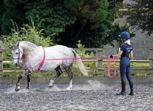 Questions To Ask When Buying A Horse