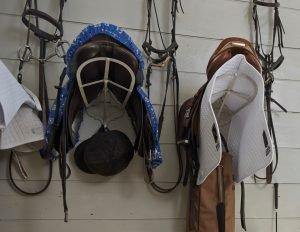 Questions To Ask When Buying A Horse