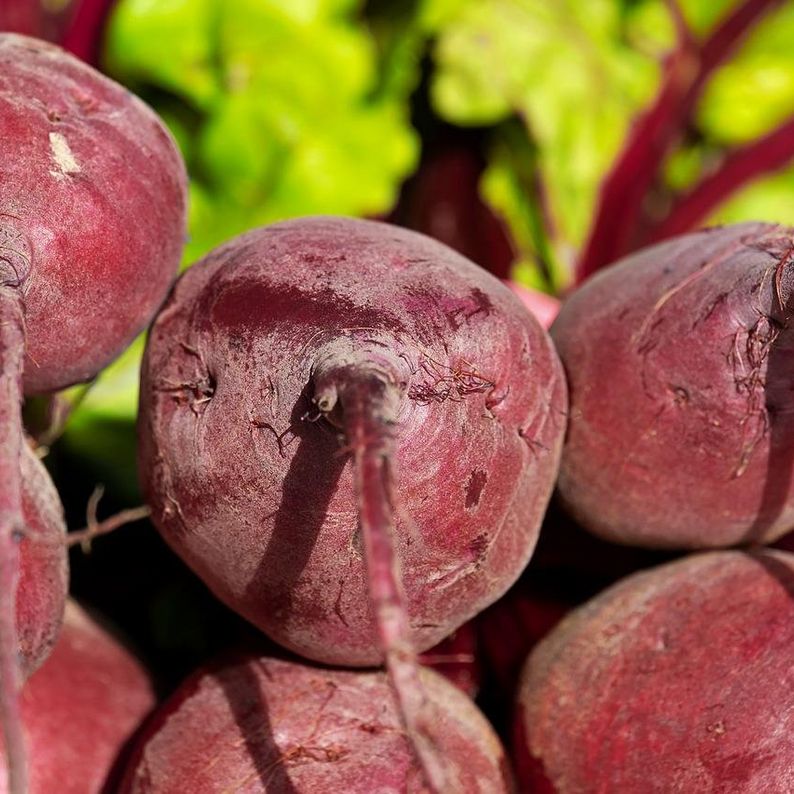 Beetroot For Horses
