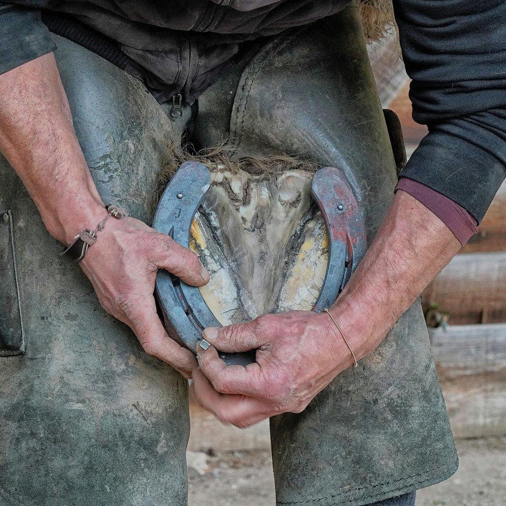 Regular Farrier Checks