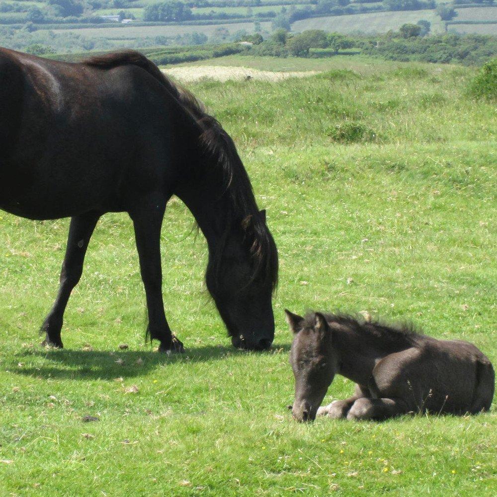 Dartmoor Ponies
