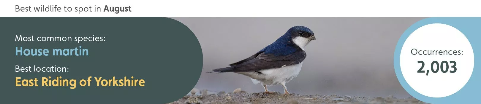 Best wildlife to spot in August