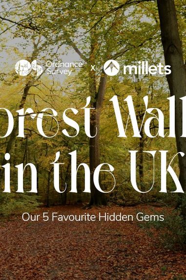 Forest Walks in The UK: Our 5 Favourite Hidden Gems