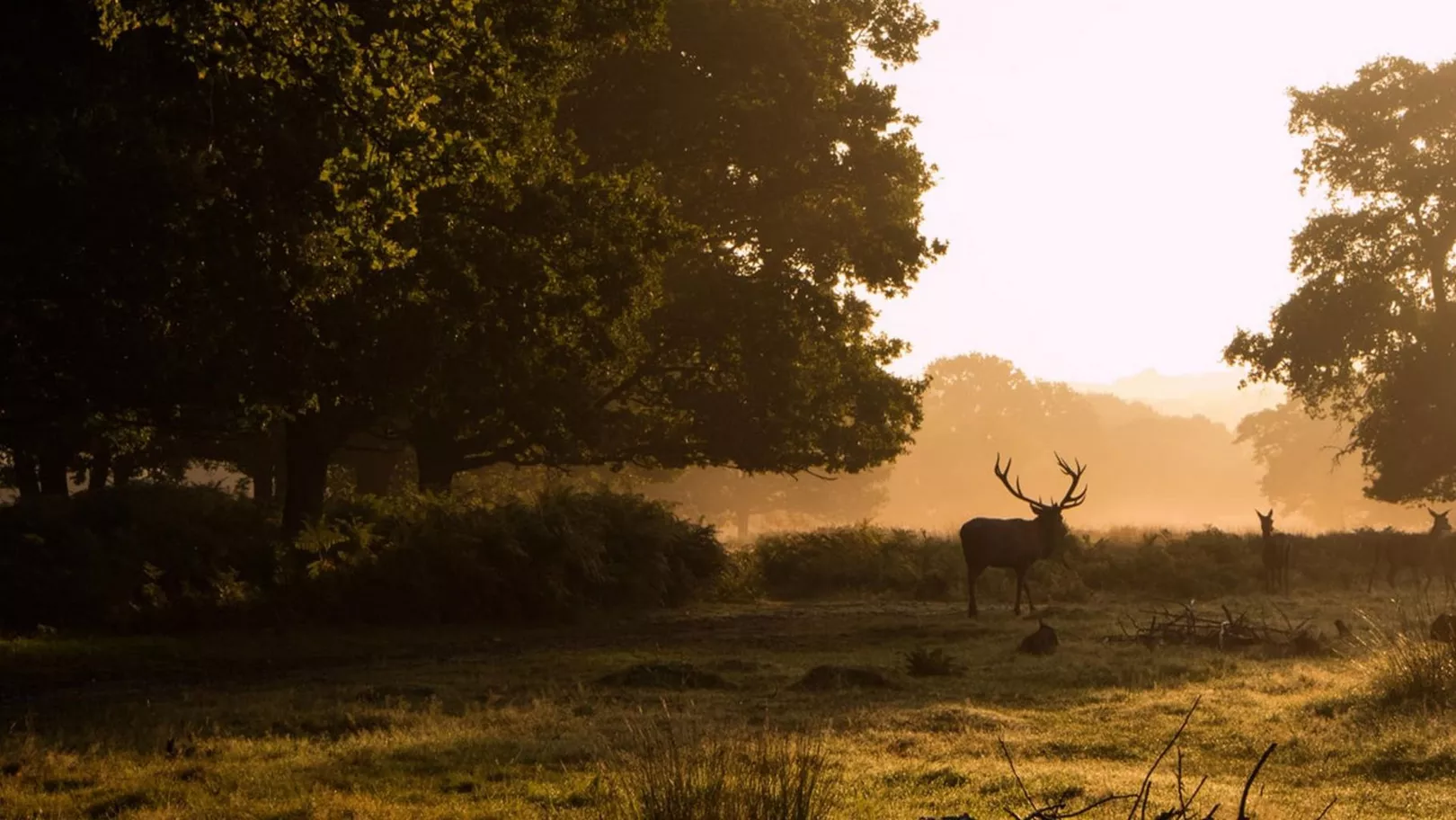 Richmond Park