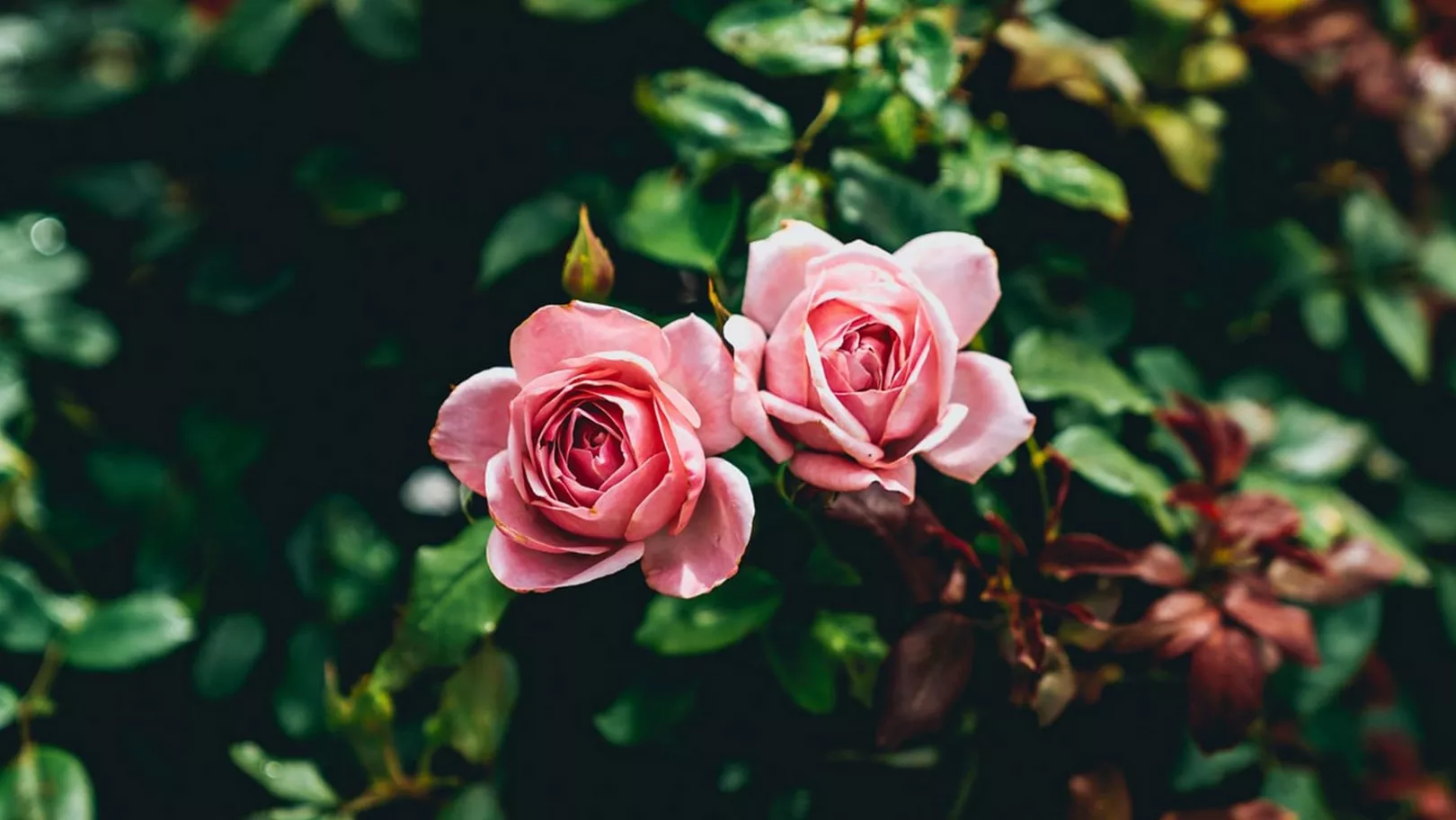 London Rose Garden