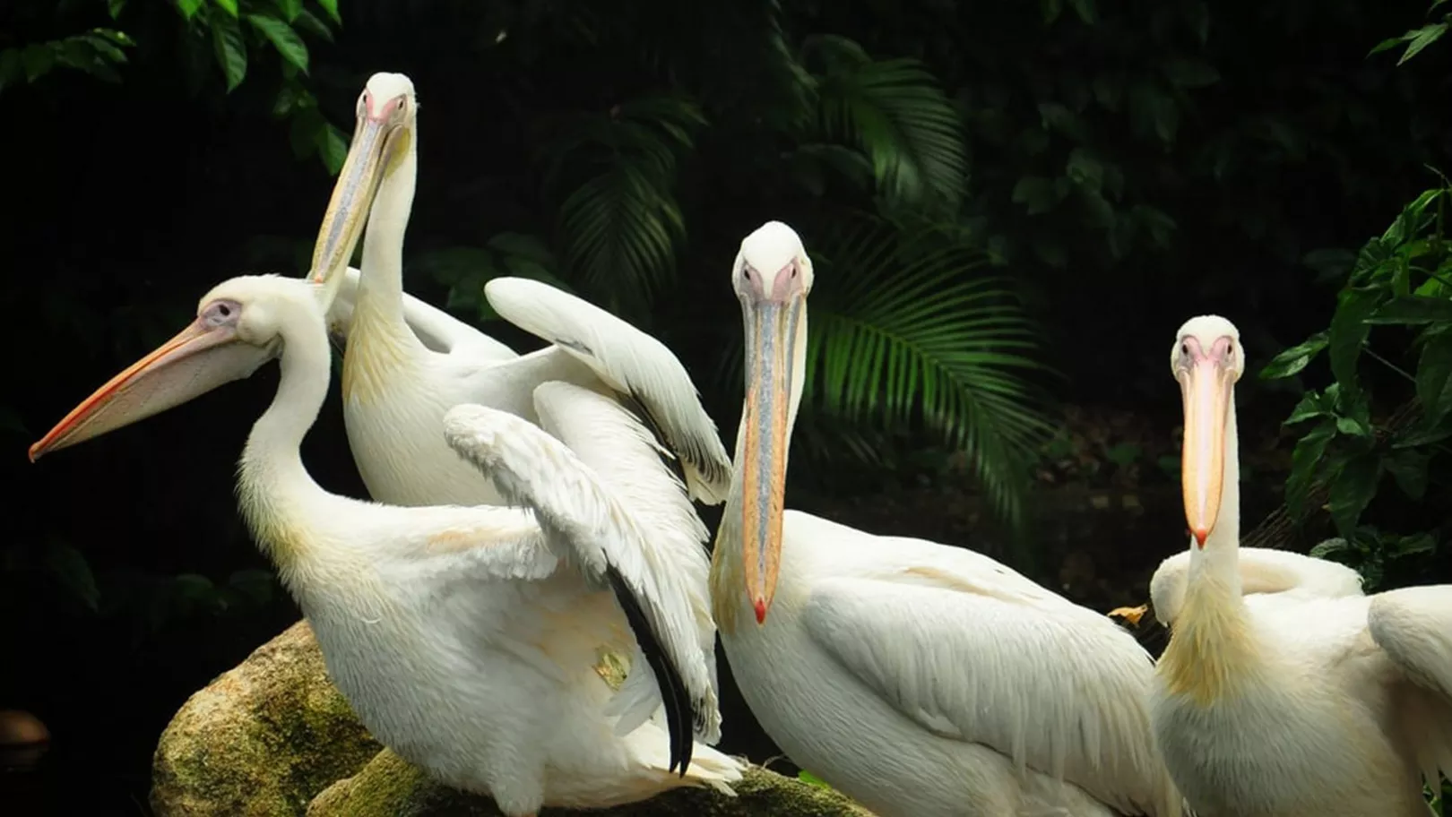 Pelicans in London